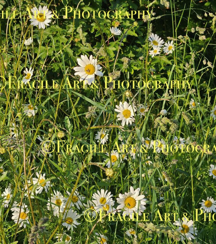 Big Wild Daisies - Original Photograph
