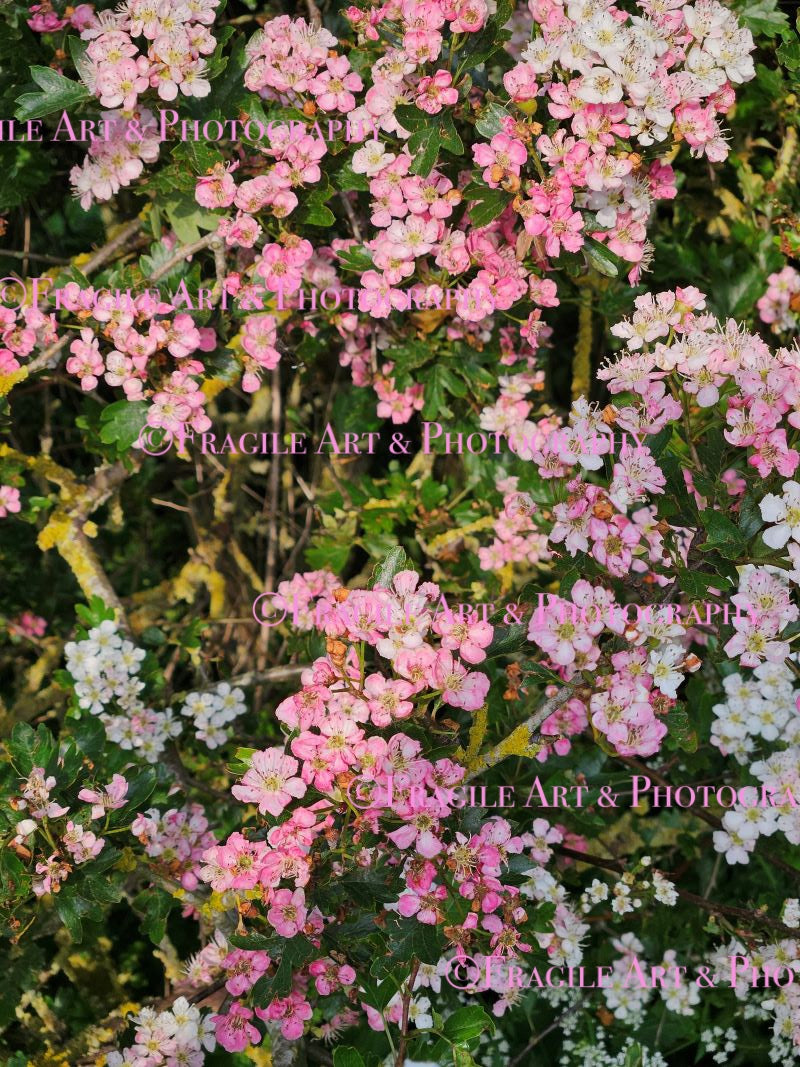 Blossom - Original Photograph