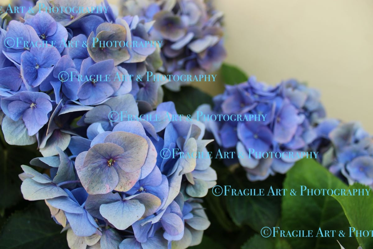 Blue Hydrangea - Photograph