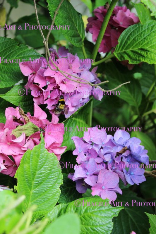 Bumblebee on Hydrangea Plant - Photograph