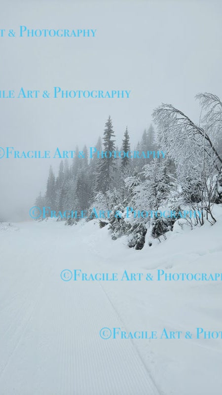 Frozen Trees - Photograph