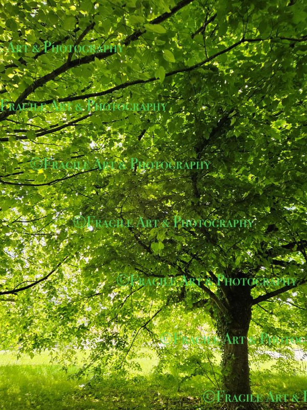 A Tree Full of Leaves - Photograph