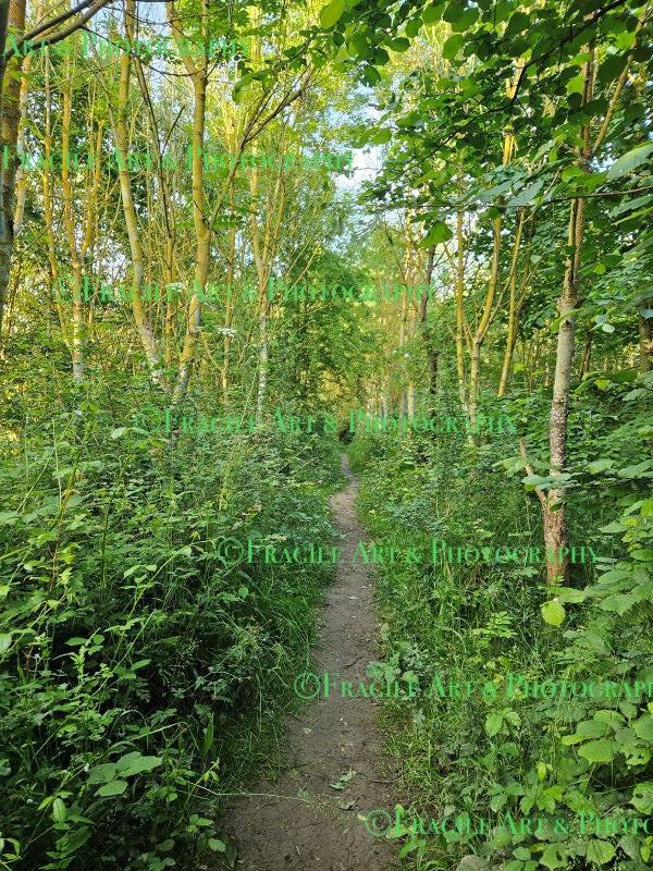 Orchard Trail - Photograph
