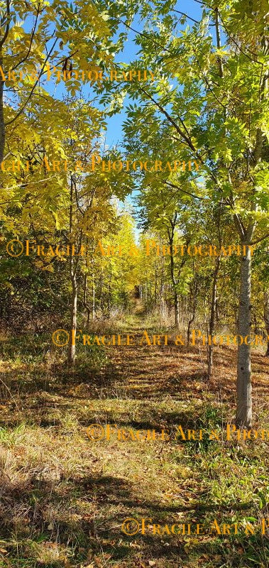 Orchard Trail in Autumn - Photograph