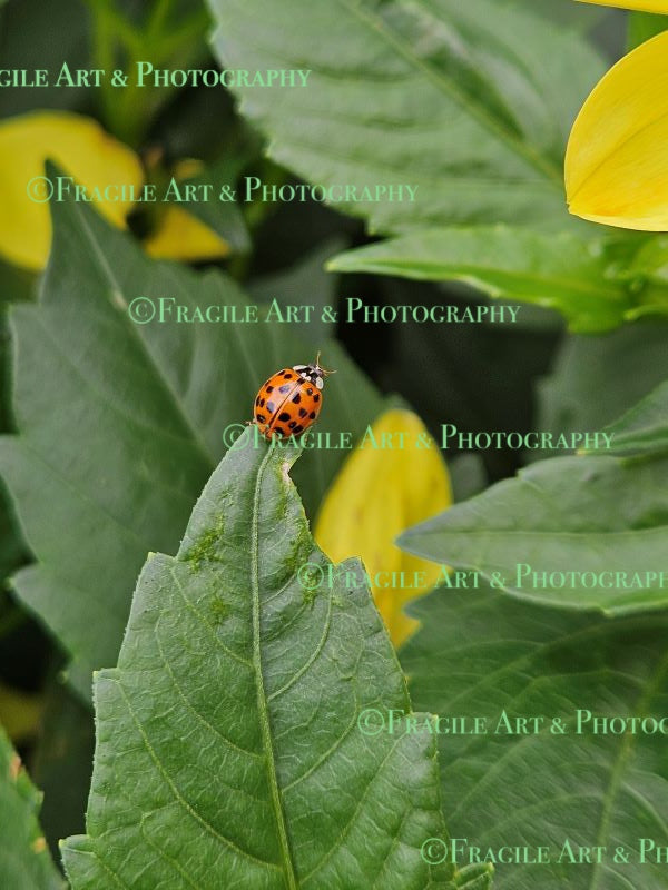 Ladybird Ladybird Fly Away Home - Photograph