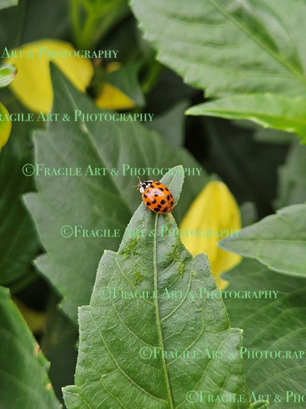 Ladybird on Leaf - Photograph