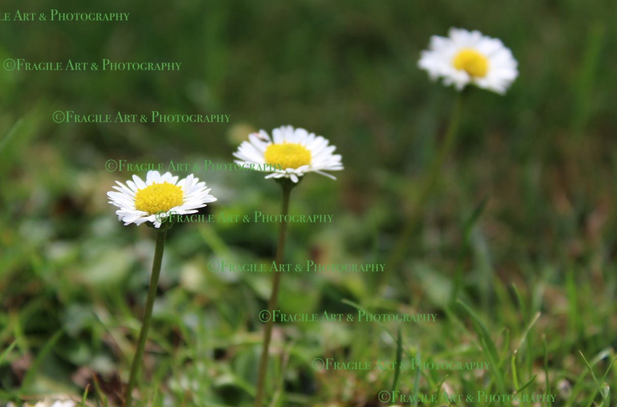 Macro Daises - Photograph