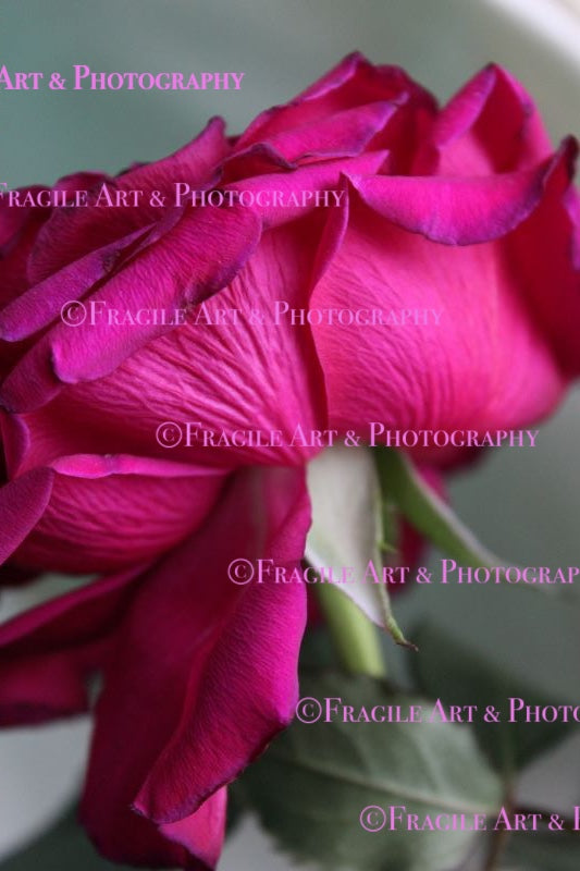 Macro Pink Rose Side View - Photograph