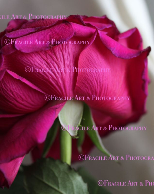 Macro Pink Rose - Photograph