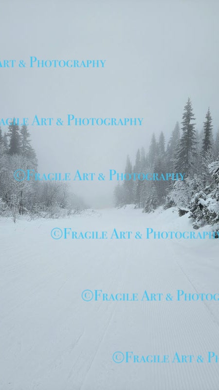 Misty Snowy Forest - Photograph