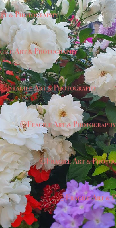 Mum's Garden - Photograph