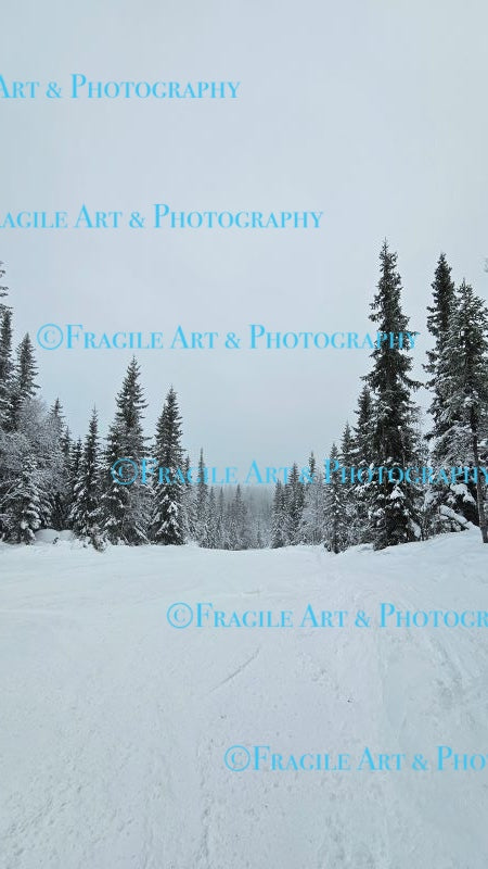 Norway Forest - Original Photograph