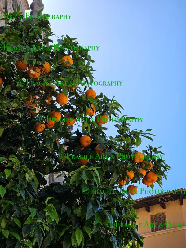 Orange Tree - Photograph