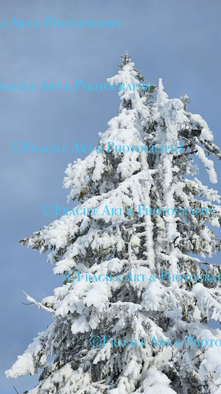 Snow Covered Treetop - Photograph