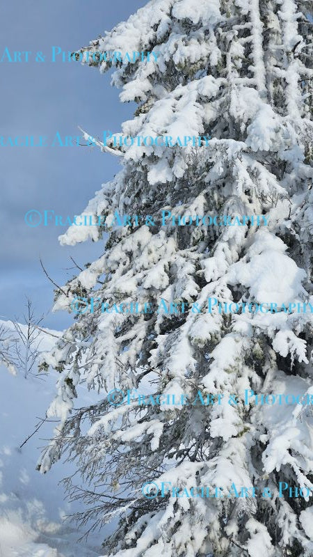 Snow Covered Tree - Photograph