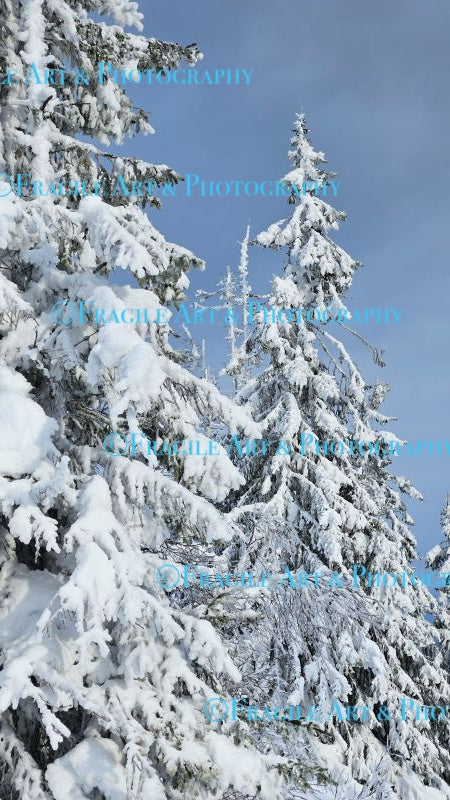 Snow Covered Trees - Original Photograph