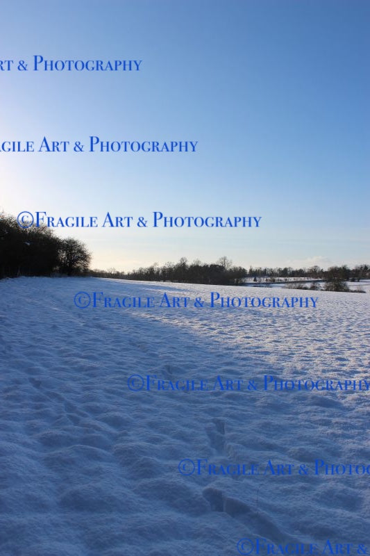 Snowy Field - Photograph