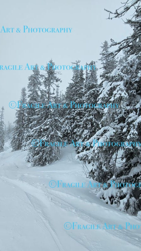 Snowy Trees - Photograph