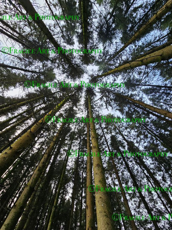 Towering Trees - Photograph