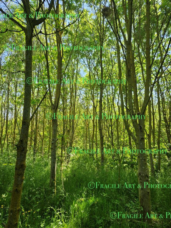 Trees in an Orchard - Photograph