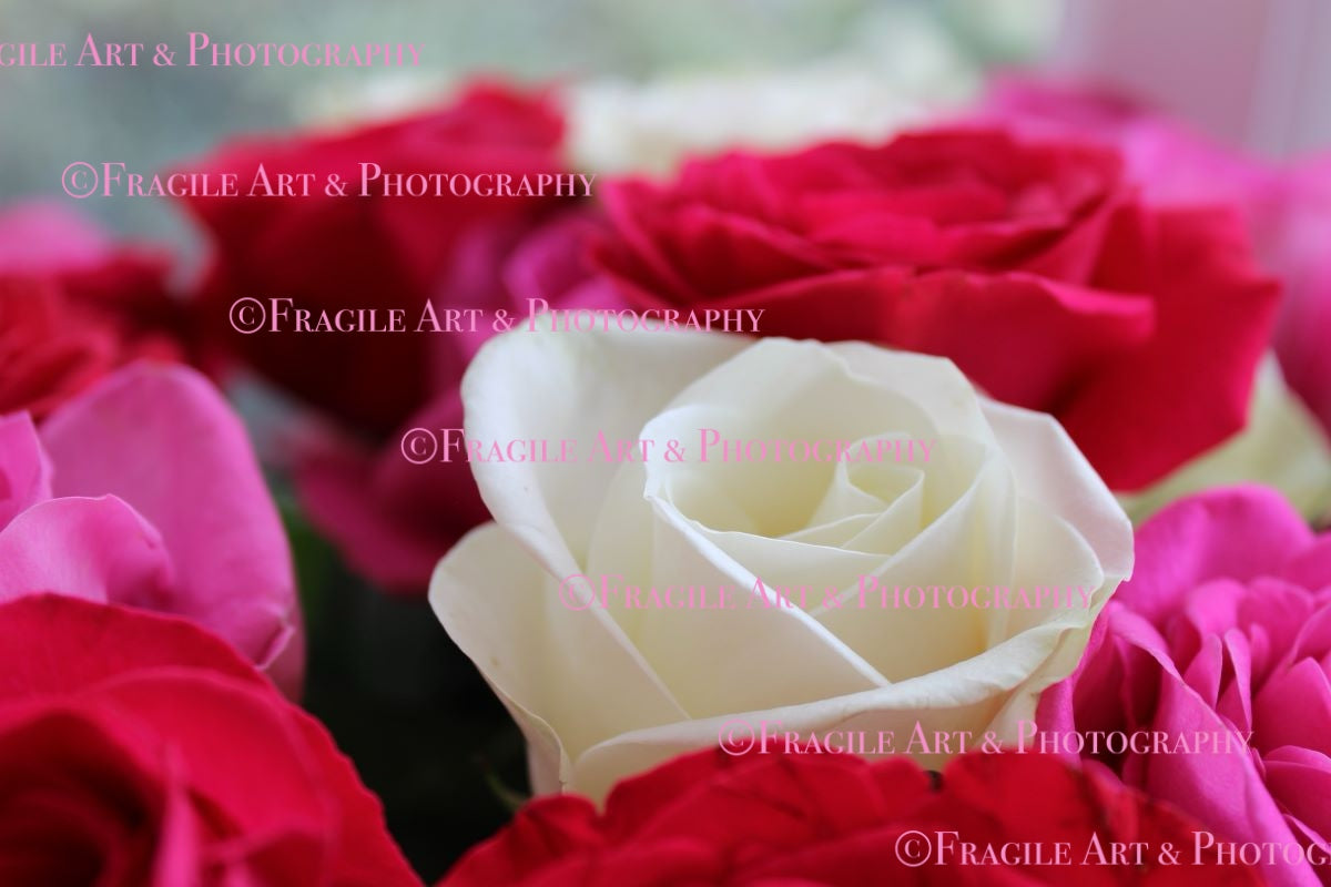 White Rose in Bouquet - Photograph