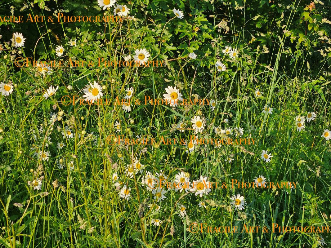 Wild Daisy Field - Photograph