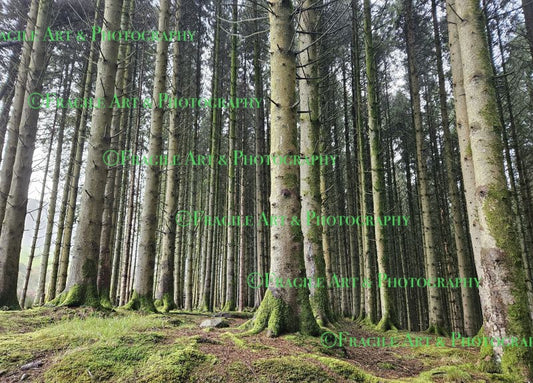 Forest in Wales - Photograph