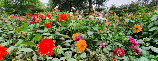 Flower Field - Photograph