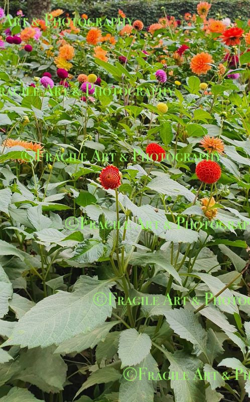 Flower Field in Portrait - Photograph