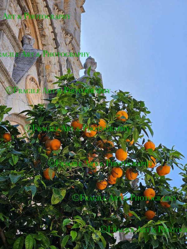 Orange Tree Outside Soller Church - Photograph