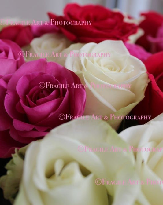 Pink and White Rose in Bouquet - Photograph